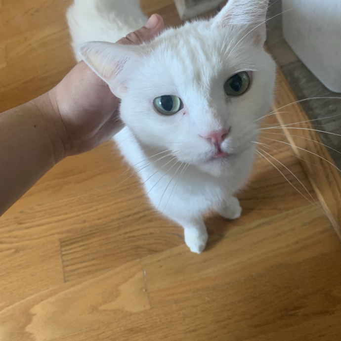 Mak's Cat Sitting