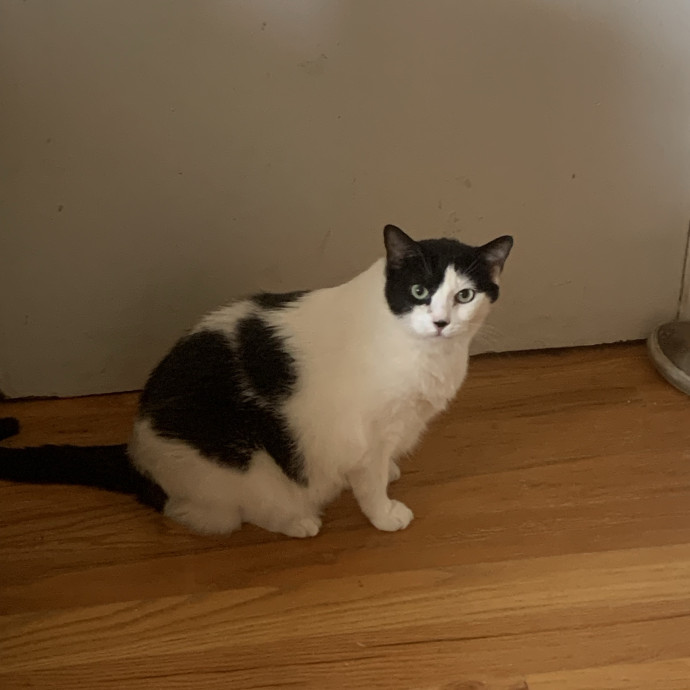 Mak's Cat Sitting