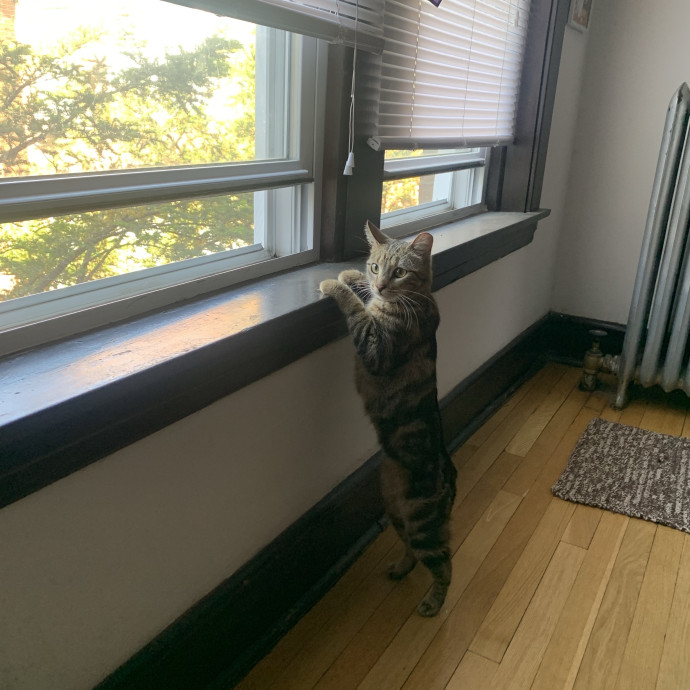 Mak's Cat Sitting photo 3