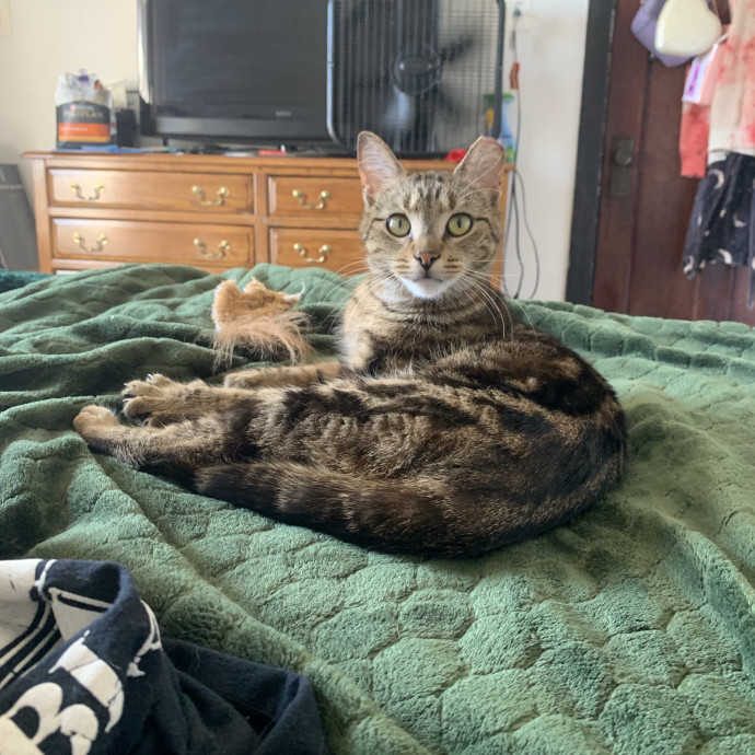 Mak's Cat Sitting photo 2