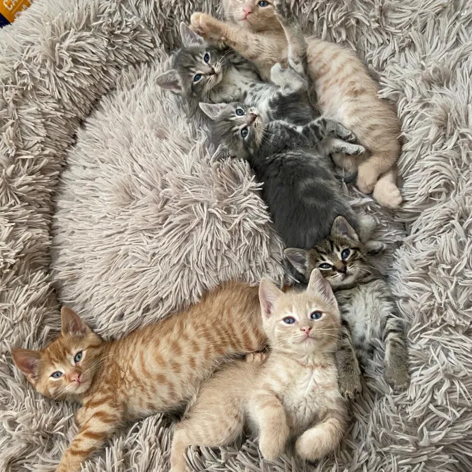 Toe Beans Cat Sitting Of Metro Detroit