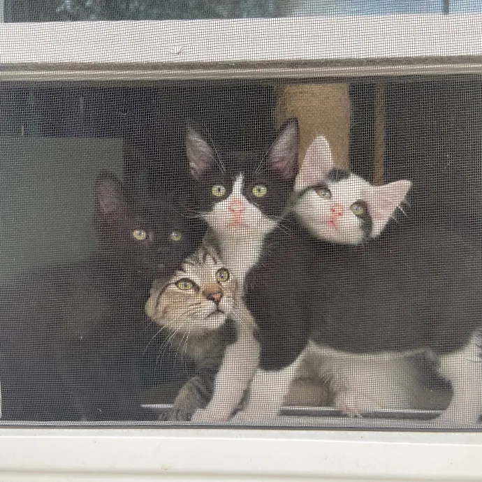 Toe Beans Cat Sitting Of Metro Detroit