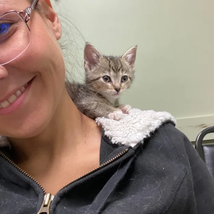 Toe Beans Cat Sitting Of Metro Detroit