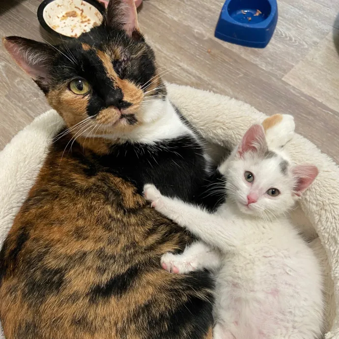 Toe Beans Cat Sitting Of Metro Detroit