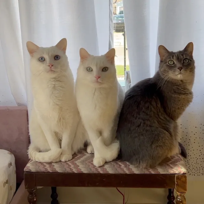 Toe Beans Cat Sitting Of Metro Detroit