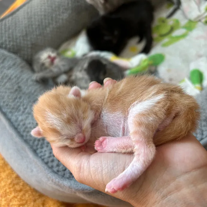 Toe Beans Cat Sitting Of Metro Detroit