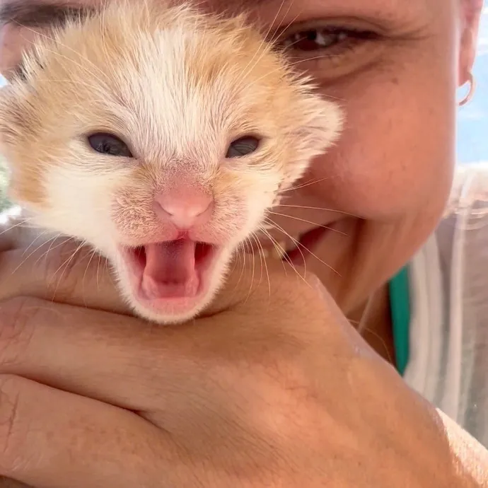 Toe Beans Cat Sitting Of Metro Detroit photo 4