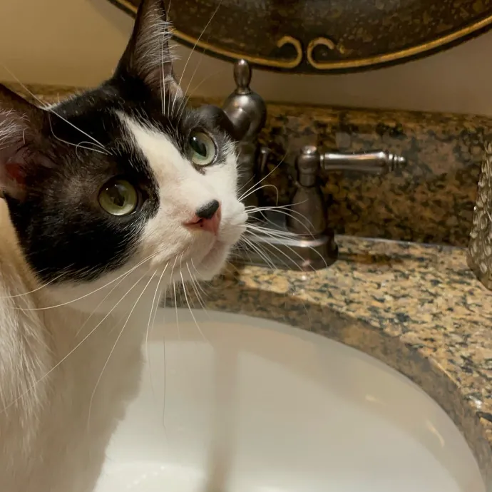 Erin's Purrfect Kitty Sitting
