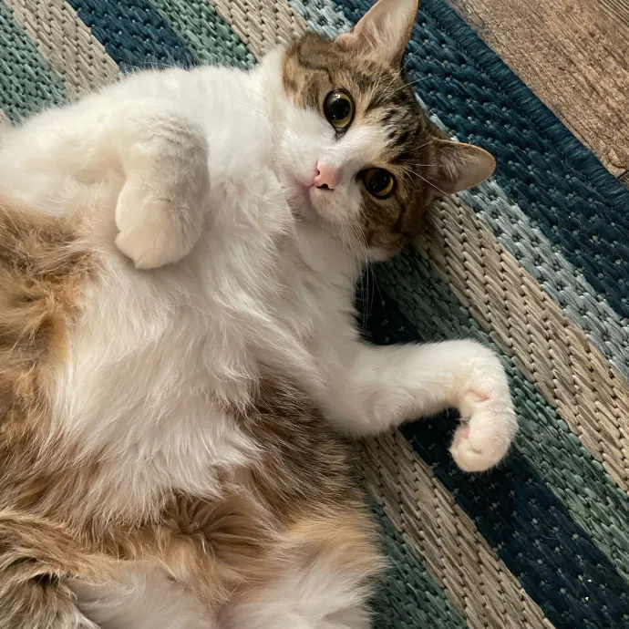 Erin's Purrfect Kitty Sitting