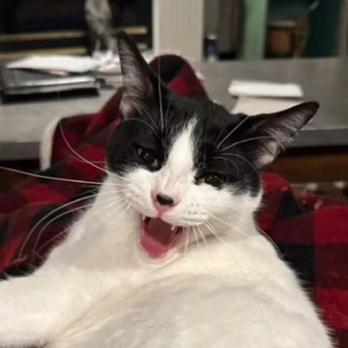 Erin's Purrfect Kitty Sitting