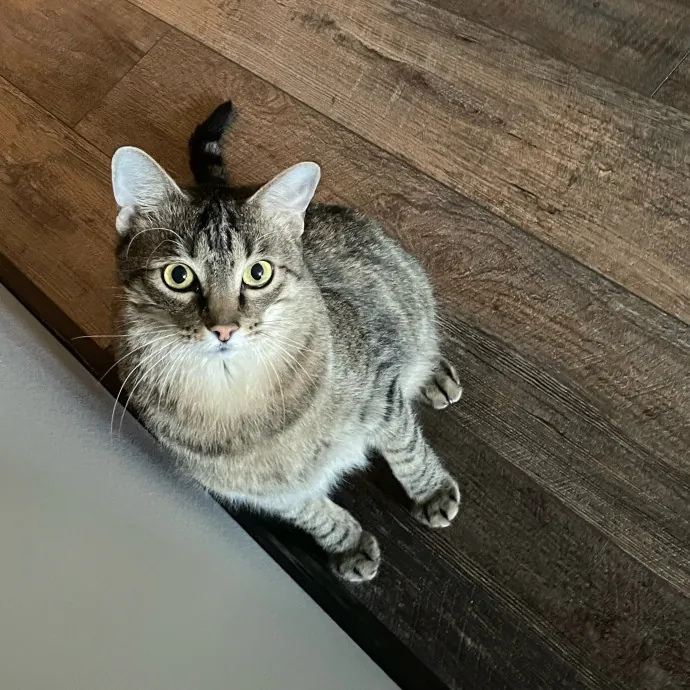 Erin's Purrfect Kitty Sitting