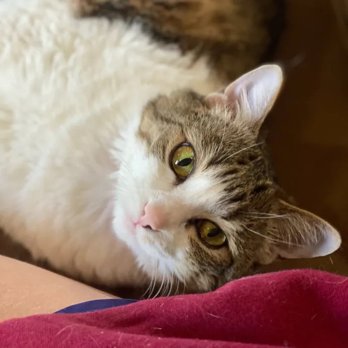 Erin's Purrfect Kitty Sitting