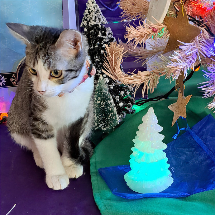 Rhonda's Cat Care