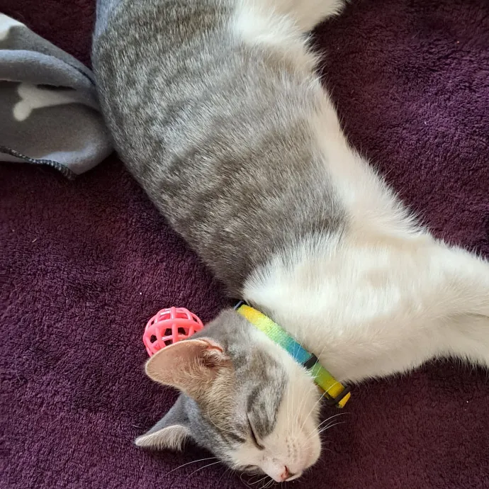 Rhonda's Cat Care photo 4