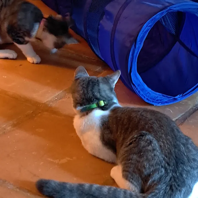 Rhonda's Cat Care photo 3