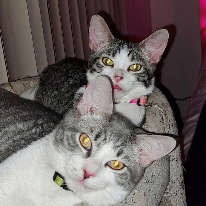 Rhonda's Cat Care photo 2