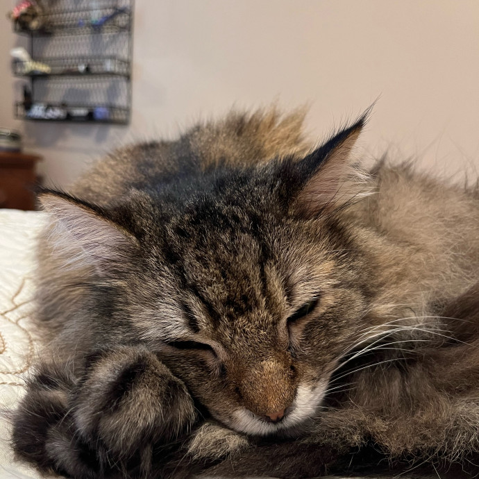 Aspiring Cat Lady photo 3