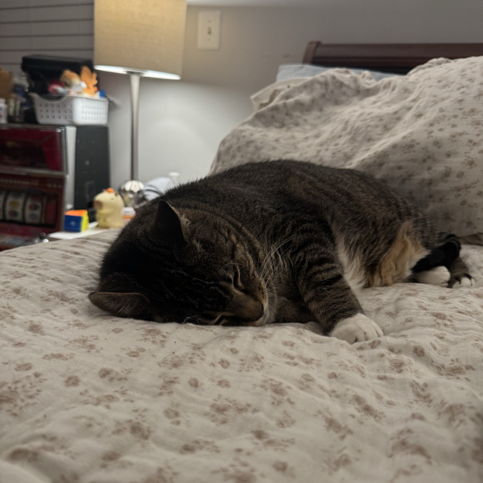 Purrsonalized Catsitting For You