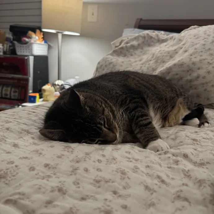 Purrsonalized Catsitting For You