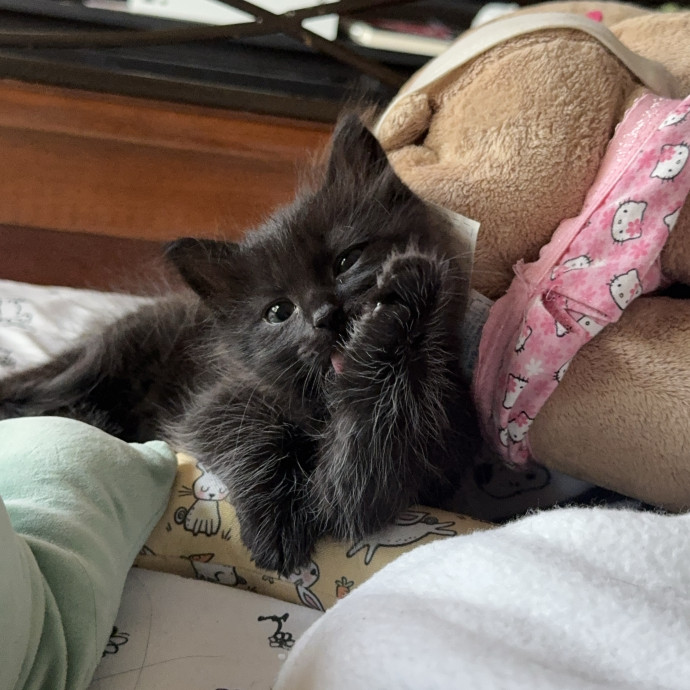 Purrsonalized Catsitting For You