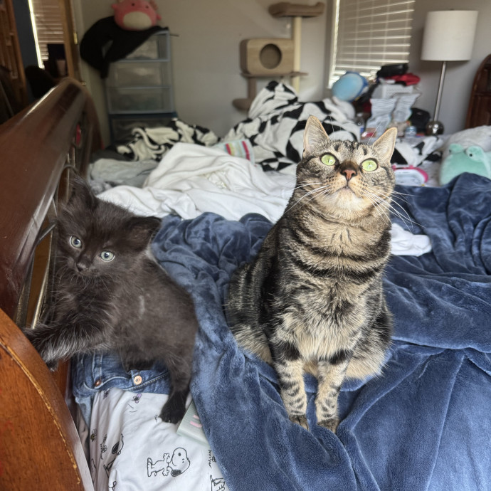 Purrsonalized Catsitting For You