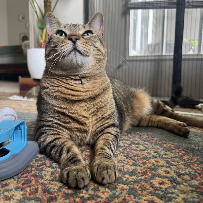 Purrsonalized Catsitting For You