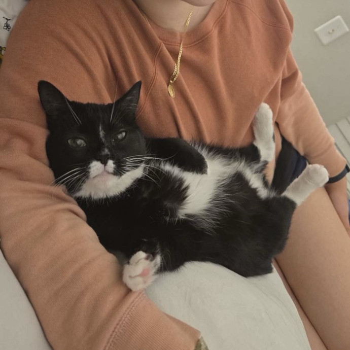 Purrsonalized Catsitting For You