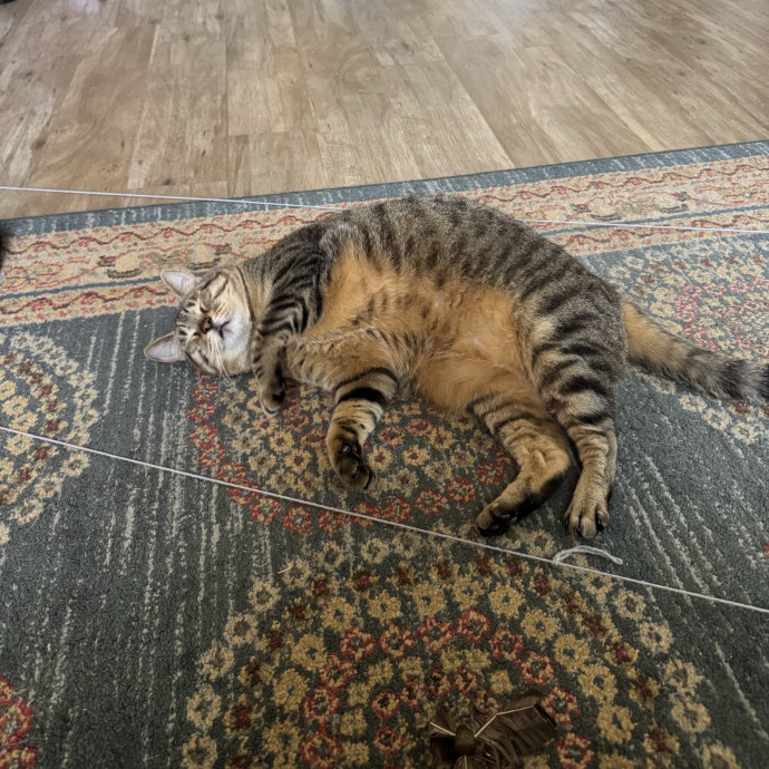 Purrsonalized Catsitting For You