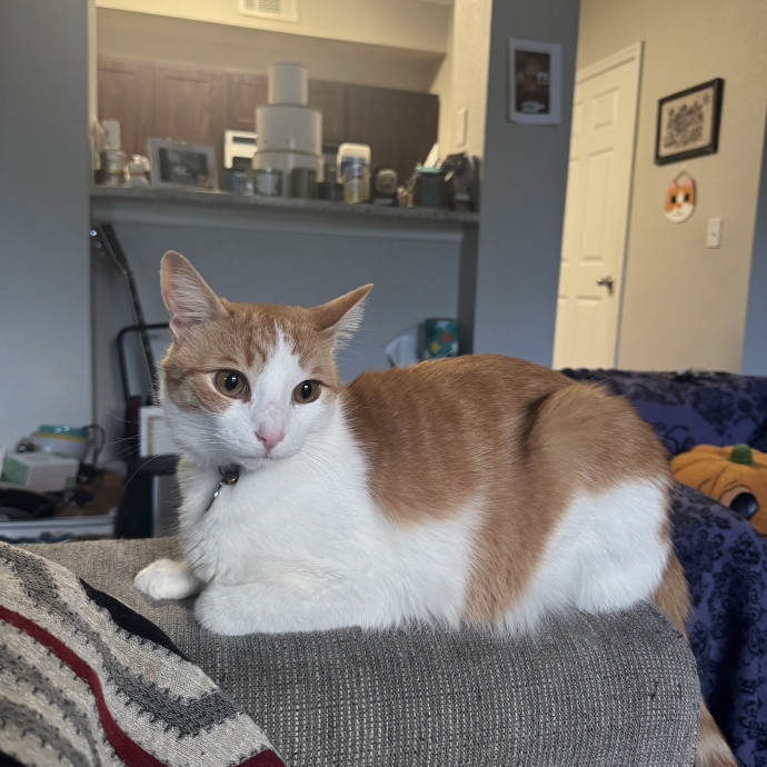 Purrsonalized Catsitting For You