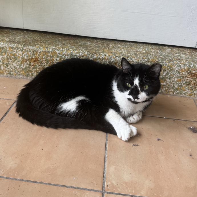 Purrsonalized Catsitting For You