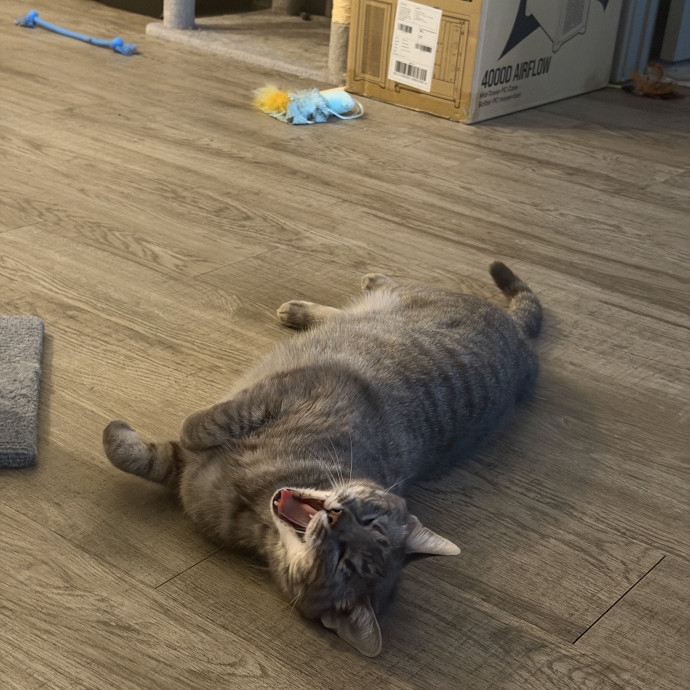 Purrsonalized Catsitting For You