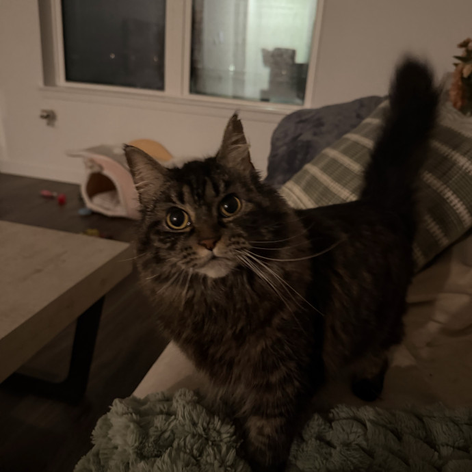 Purrsonalized Catsitting For You photo 3