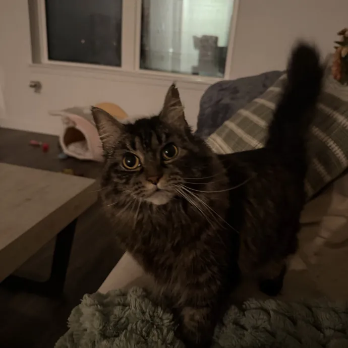Lily P.