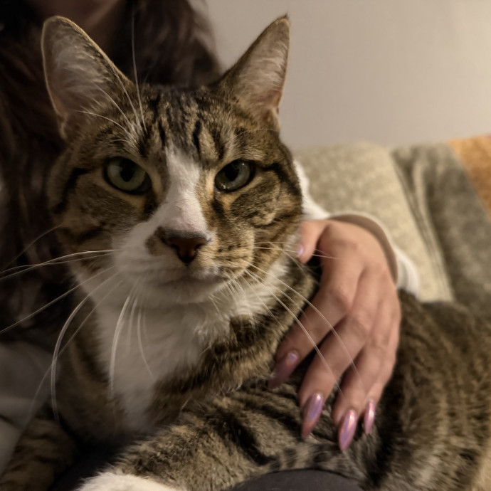Purrsonalized Catsitting For You photo 2