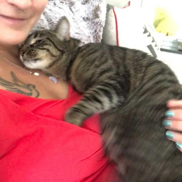 Cat Whisperer At Your Service