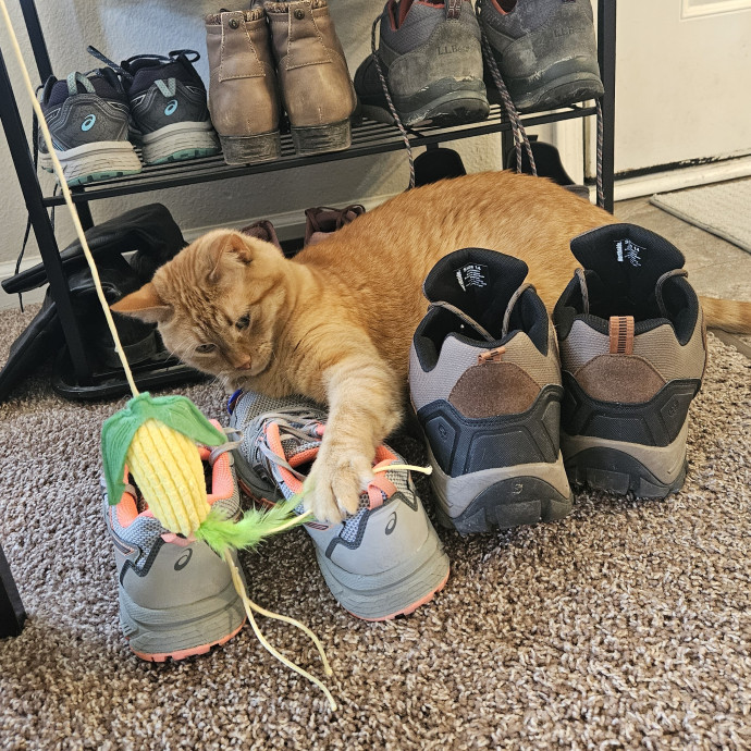 Hannah's Cat-Tastic Care photo 3