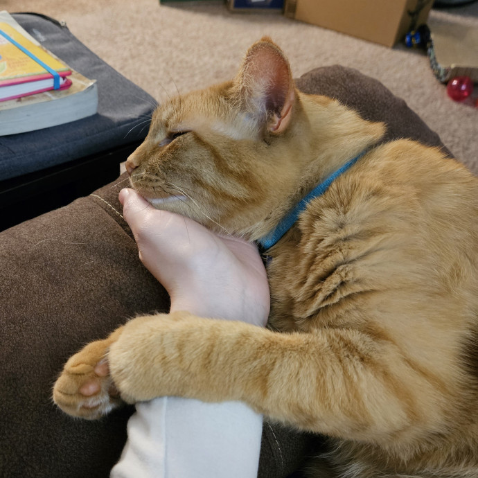 Hannah's Cat-Tastic Care photo 2