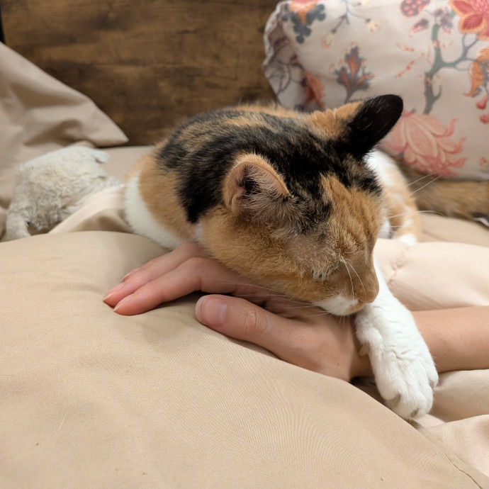 Experienced Meow Manager