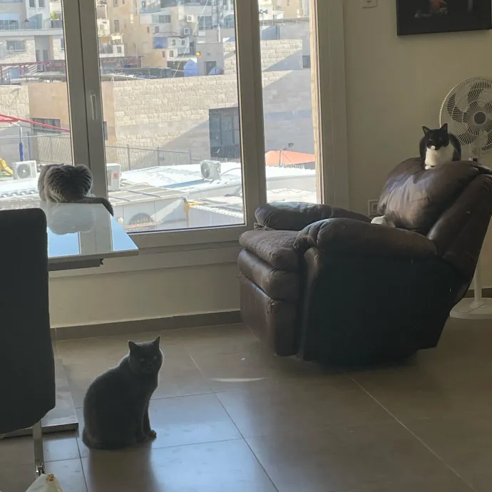 Feline's Favorite Friend