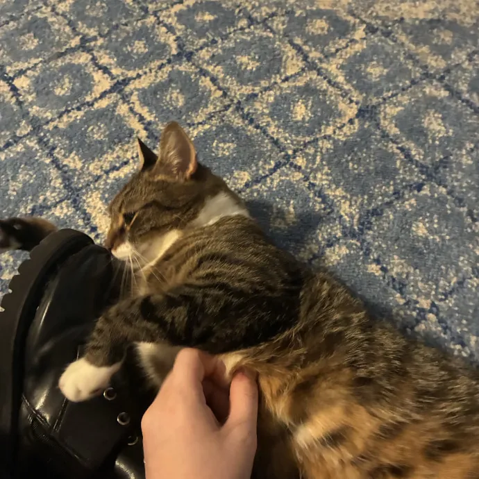 Feline's Favorite Friend