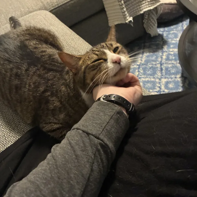 Feline's Favorite Friend