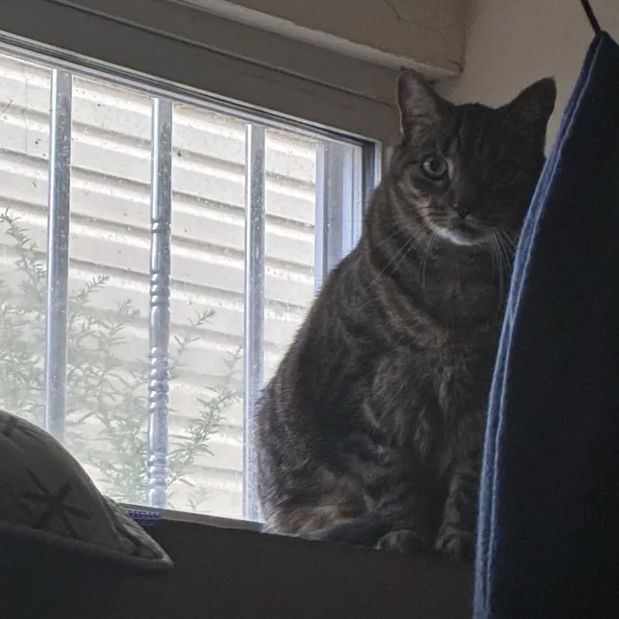 Feline's Favorite Friend