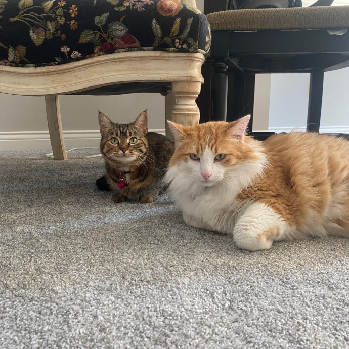 Ellie's Furball Friends