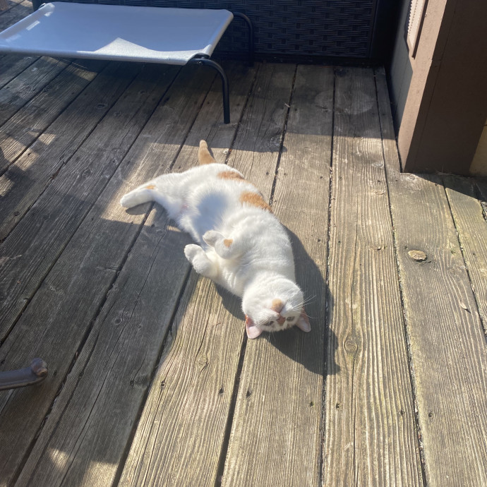 Ellie's Furball Friends