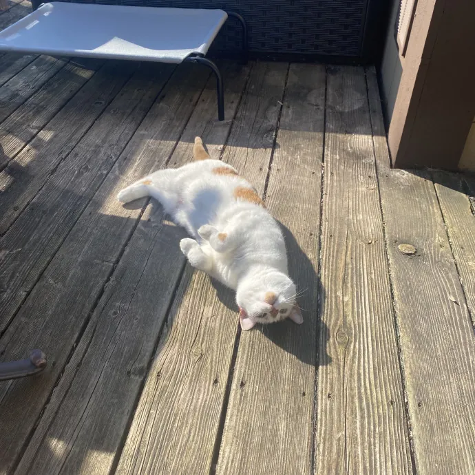 Ellie's Furball Friends