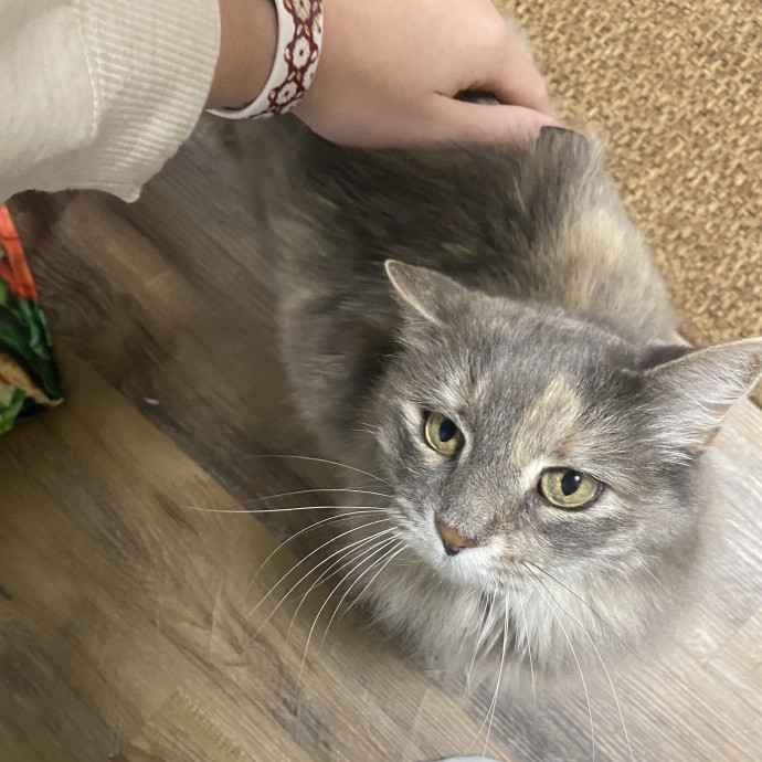 Ellie's Furball Friends