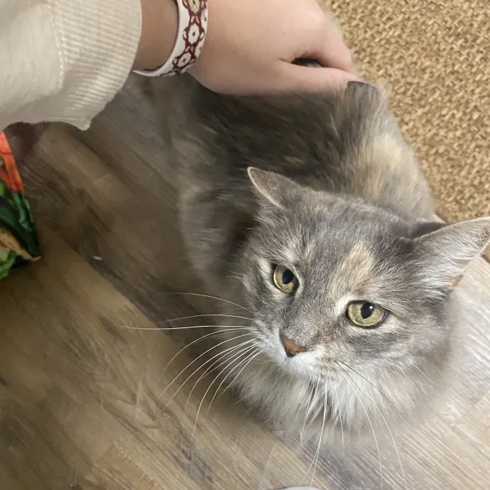 Ellie's Furball Friends