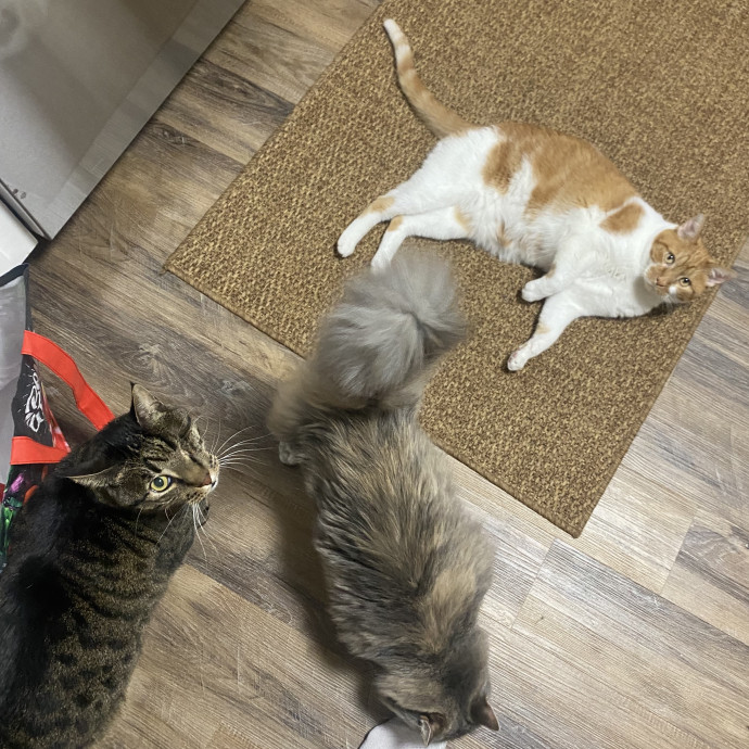 Ellie's Furball Friends