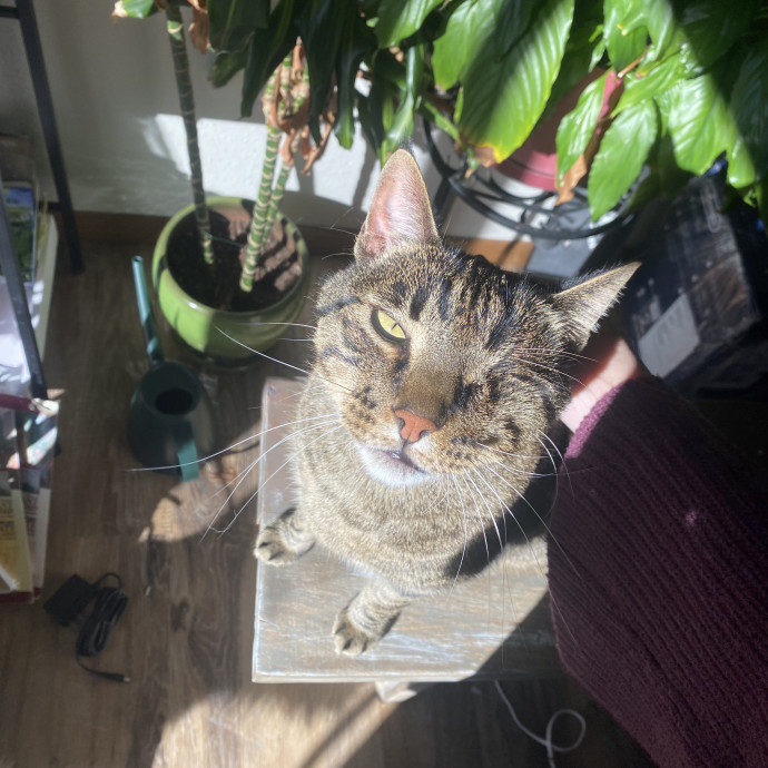 Ellie's Furball Friends