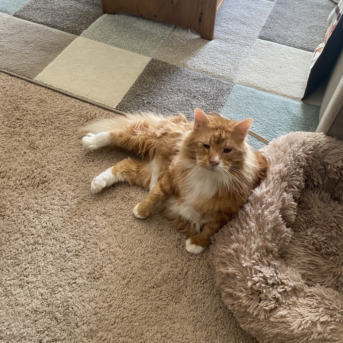 Ellie's Furball Friends